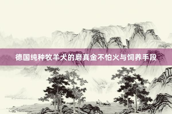 德国纯种牧羊犬的磨真金不怕火与饲养手段